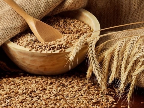 Ukraine exports 15.9 mln tonnes of grain 