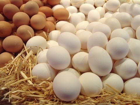 Chicken eggs in Ukraine will rise in price